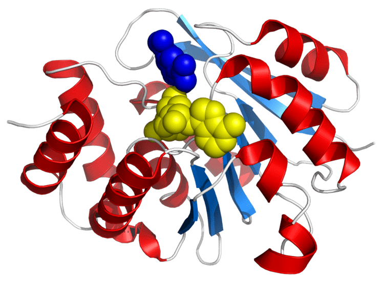 How The Comt Gene Influences Your Brain Function