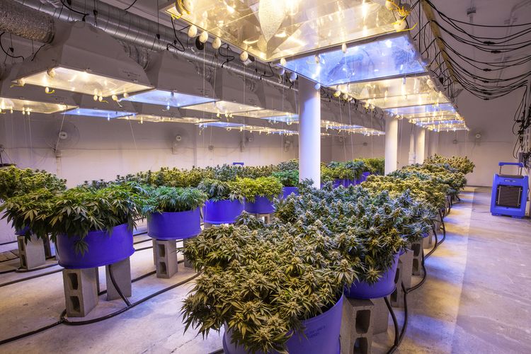 Commercial Cannabis Grow