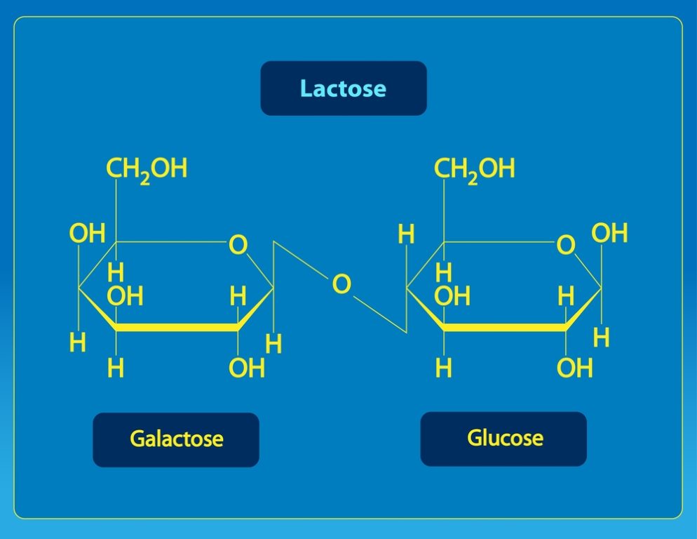 Illustration of Lactose Molecule