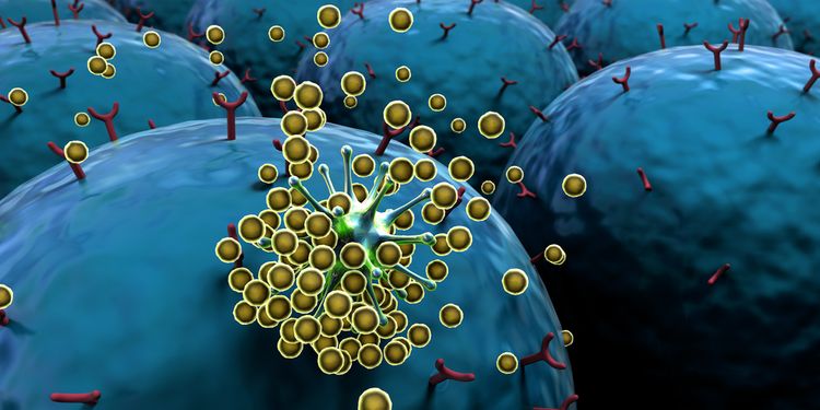 Illustration of autoimmune response