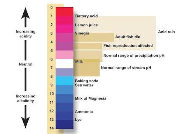 Everything You Need To Know About Apple Cider Vinegar
